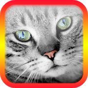 Скачать Переводчик на кошачий язык (Взлом на деньги) версия 5.5 apk на Андроид