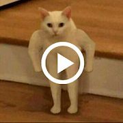 Скачать Смешные видео котиков, прикольные гифки, бесплатно (Без Рекламы) версия 1.0.0 apk на Андроид