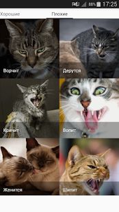 Скачать Звуки котов - поиграй с котами (Без кеша) версия 1.19 apk на Андроид