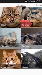 Скачать Звуки котов - поиграй с котами (Без кеша) версия 1.19 apk на Андроид
